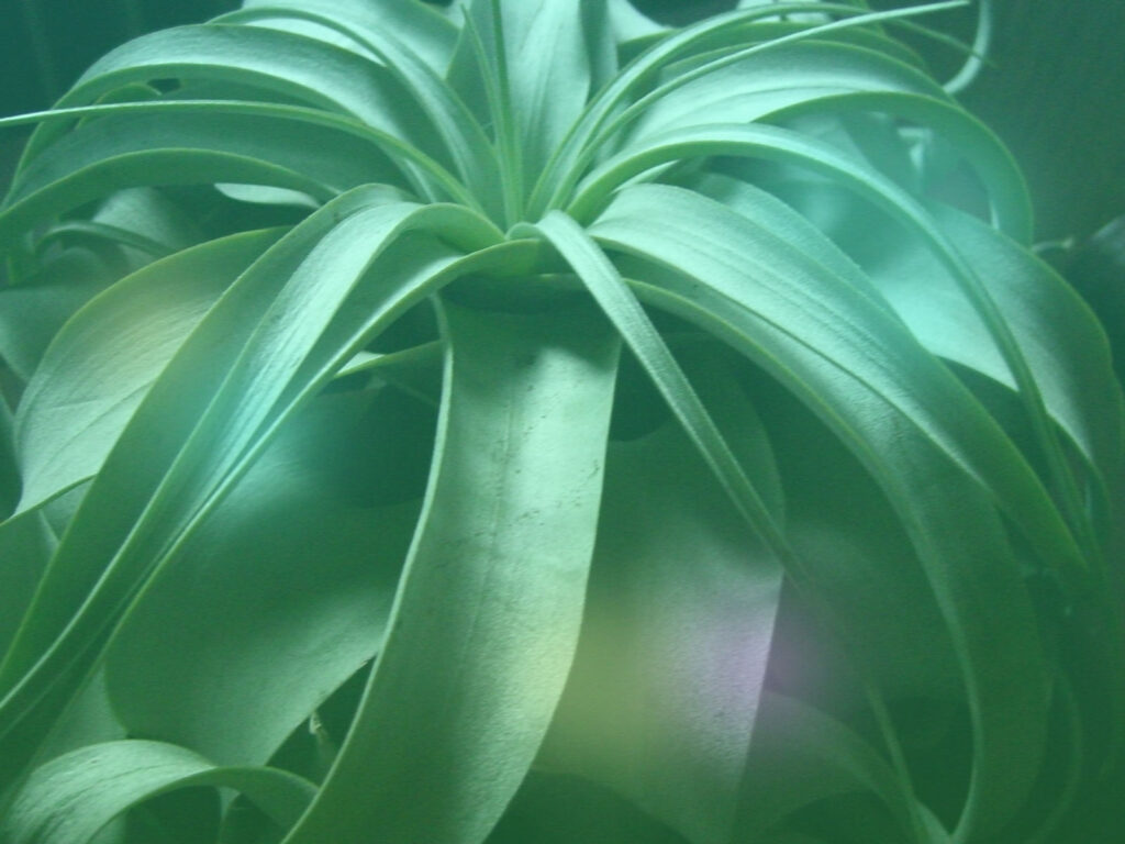 エアープランツ