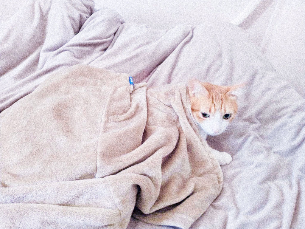 ベージュの毛布にくるまる茶白猫