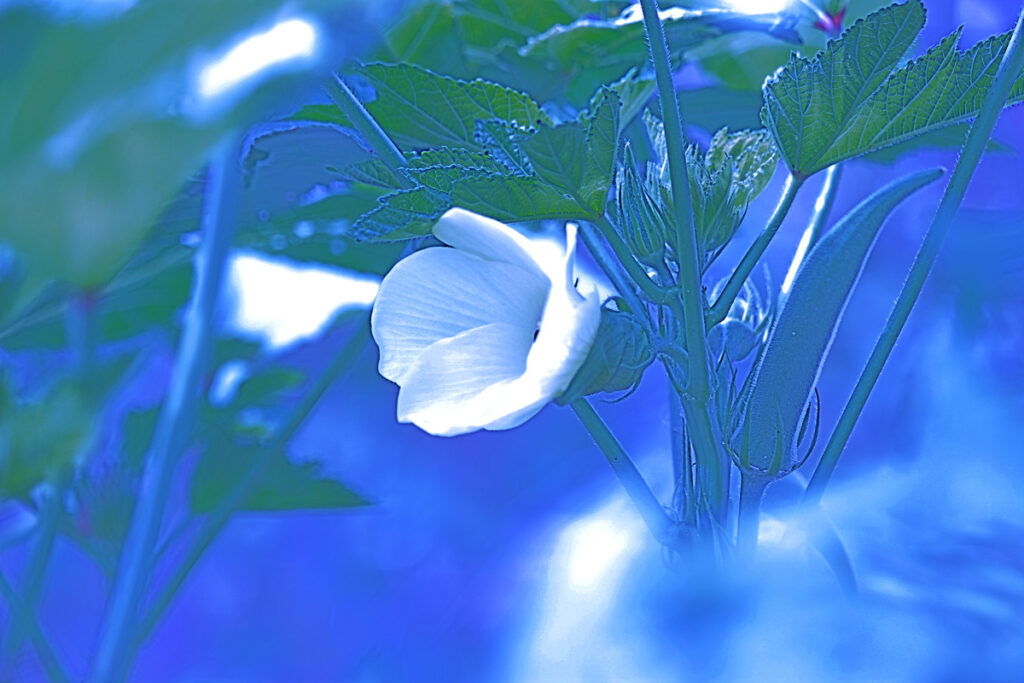 青色に加工されたオクラの花と実